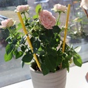 [ZER018] STV  Pot Plant Bug Stick - 6-Pack Image 