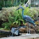 [STV955] STV  Heron Image 