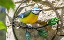 [55873] La Hacienda - Perching Blue Tit Garden Wall Art Image 