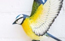 [55874] La Hacienda - Tree Top Blue Tit Wall Art Large Image 