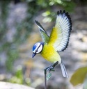 [55867] La Hacienda - Metal Inquisitive Blue Tit on Stake Image 