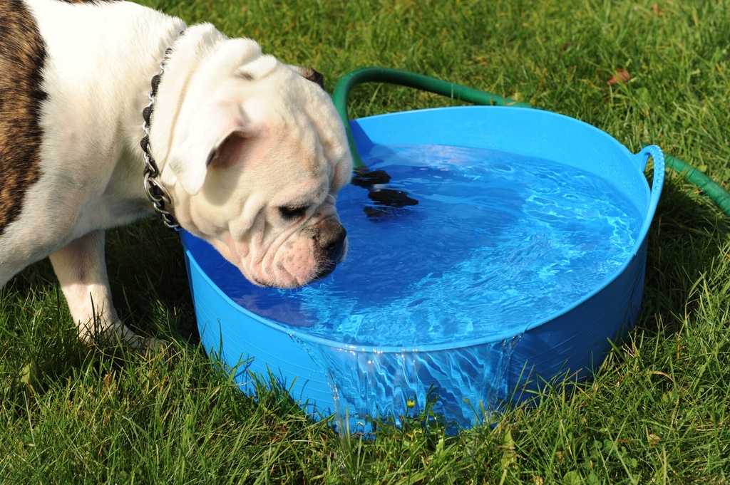 [SP35BL] Red  Gorilla - Gorilla Tubs & Recycled Black Tubs - Large Shallow 35L- Blue Image 