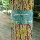 [STV436] STV  Fruit Tree Grease Band - 1.75m Image 