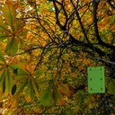 [STV010] STV  Horse Chestnut Leaf Miner Trap Refill - Twinpack Image 