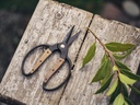 [GDN-059] BareBones - Small Scissor - Walnut Image 