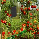 [STV003] STV Tomato Leaf Miner Trap - Twinpack Image 